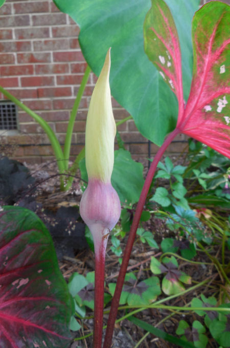 Caladium flowers