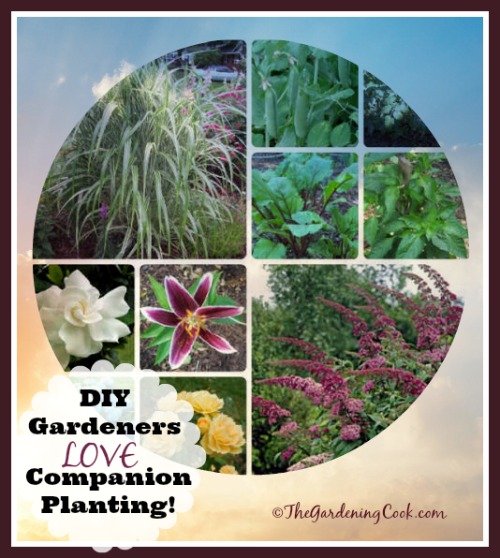 A talented group of Garden Charmers love companion planting to attract beneficial insects and make use of small garden spaces. Find out how at thegardeningcook.com/garden-charmers-combine-perennials-vegetables