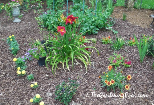Daylily of the a year is a focal point of this bed.