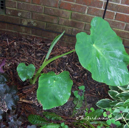 Elephant Ears