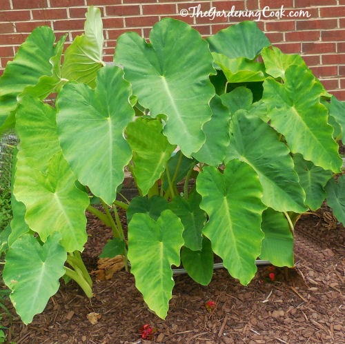Elephant ears cover the crawl space opening well.