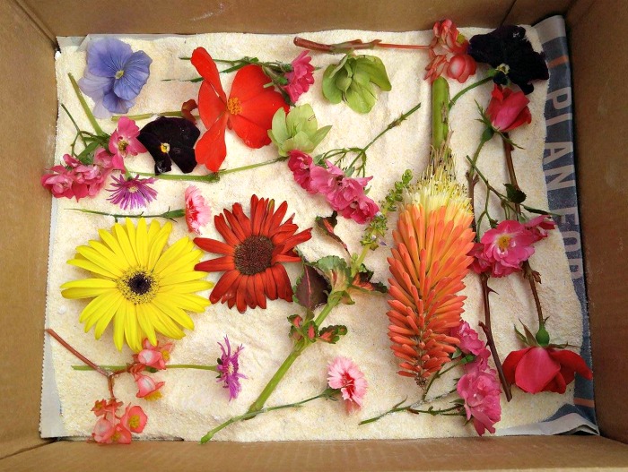 Use Borax and Cornmeal to preserve flowers.