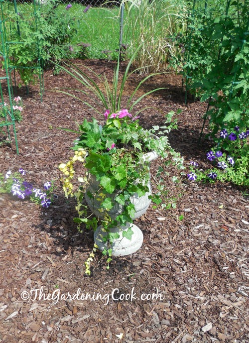 This urn planter was damaged by tree trimmers but you can hardly see the damage when it is filled with creepers.