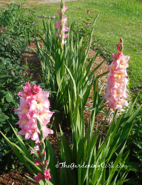 Gladiolas just starting to bloom