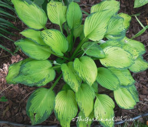 Gold Standard Hosta