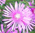 Can You Name This Flower?