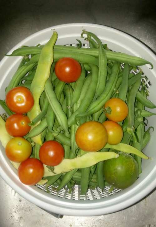 Fresh beans and baby tomatoes straight from the garden.