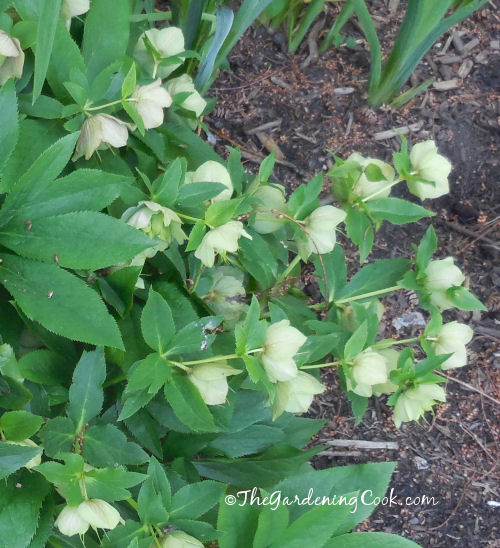 Flowers of Helloborus