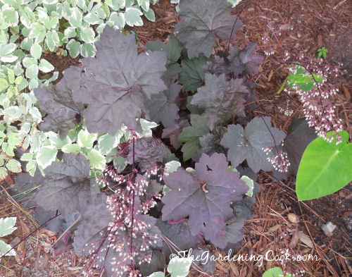 Heuchera obidian