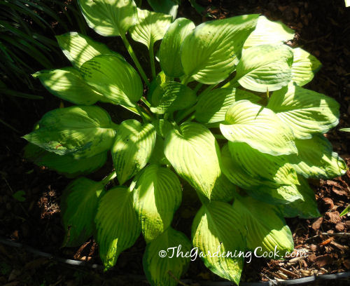 Hosta Crumb Cake