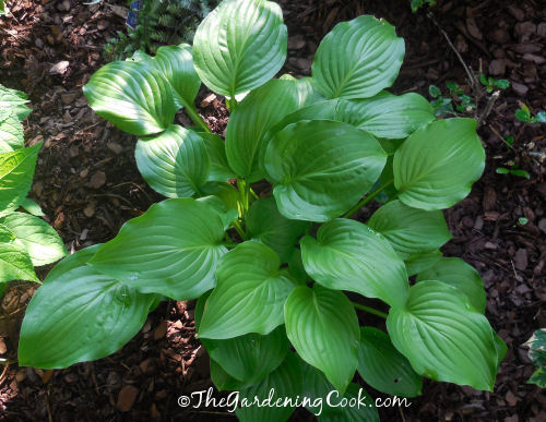 Hosta Devon Green