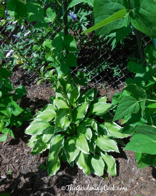 My hosta loves the bean teepee where it is growing. It gives ample shade to it.