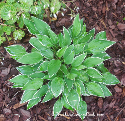 Hosta Pixie Vamp