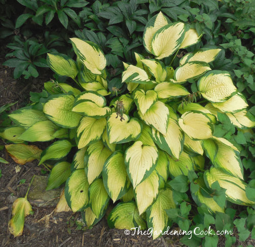 Hosta Wylde Green Cream