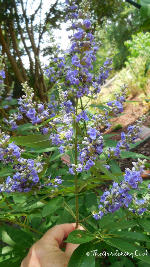 Pale blue butterfly bush has the biggest blooms