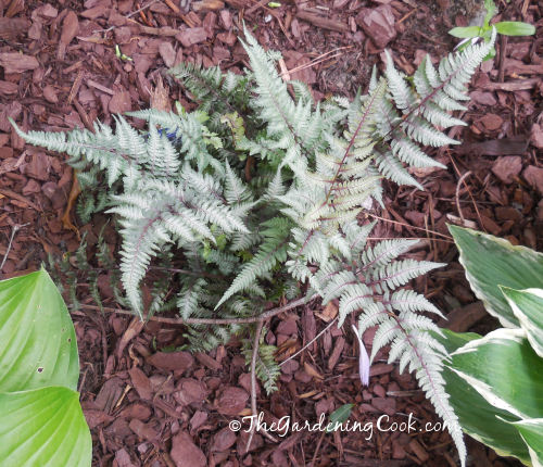 Japanese painted fern