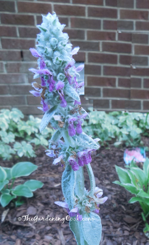 The pink flowers of lamb's ears sit about 1 foot above the plant.