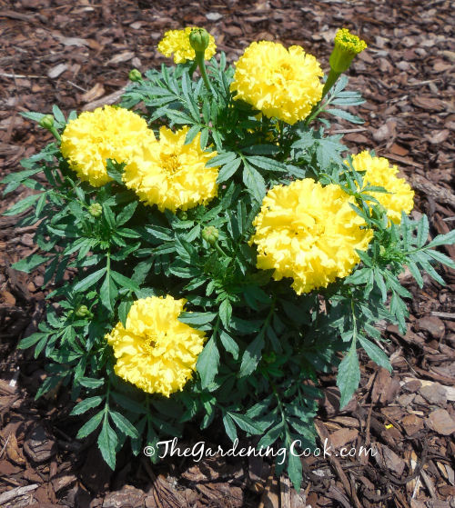Marigolds attract beneficial insects to my garden