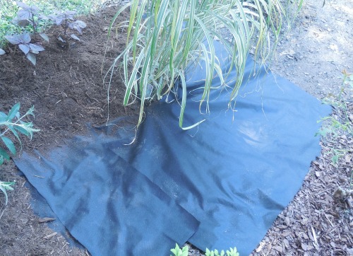 Landscape cloth at the fence line keeps the weeds at bay but allows the water to permeate around the Japanese Silver Grass