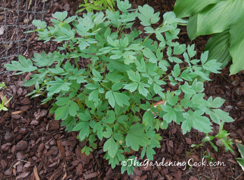Old fashioned bleeding heart loves the shade