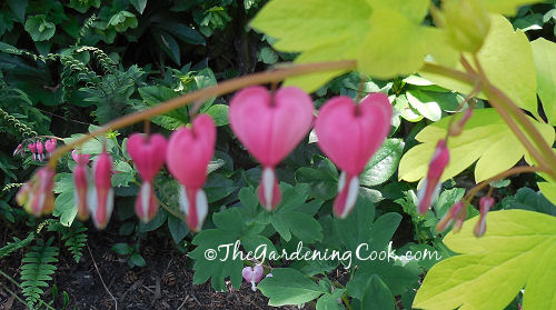 Old fashoned bleeding heart flower.