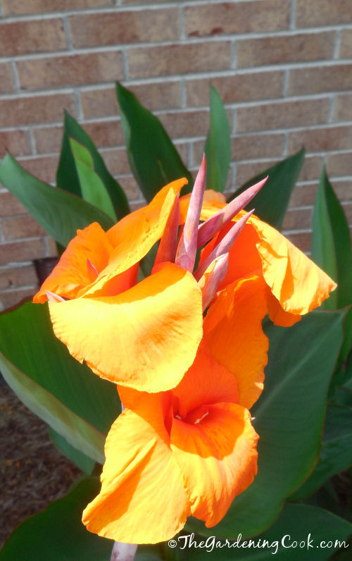 Cana lily with huge flowers.