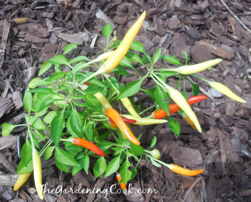 This ornamental pepper is right at home in my combined vegetable/perennial garden.