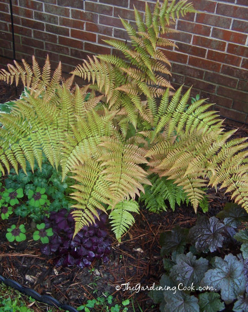 Ostrich Fern loves the shade
