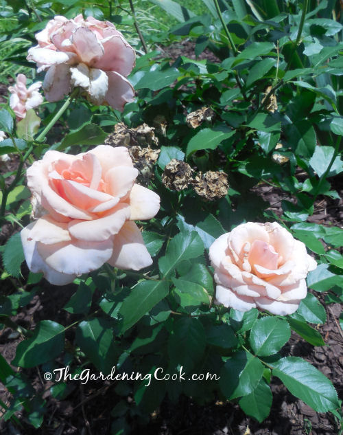 These peach knock out roses flower all spring and summer.