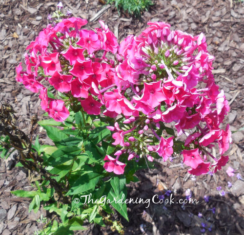 Peacock Phlox is a stunner