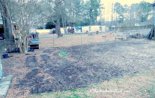 My perennial and vegetable garden before photo