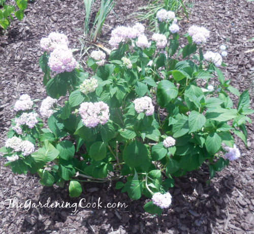 Pink Hydrangea