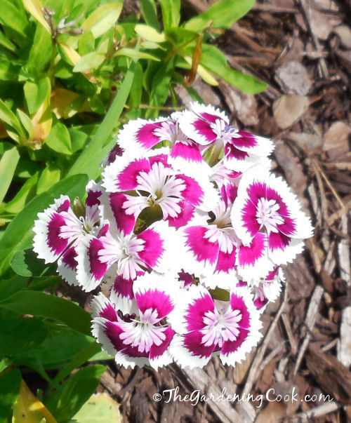 Pink and White Dianthus Barbadus