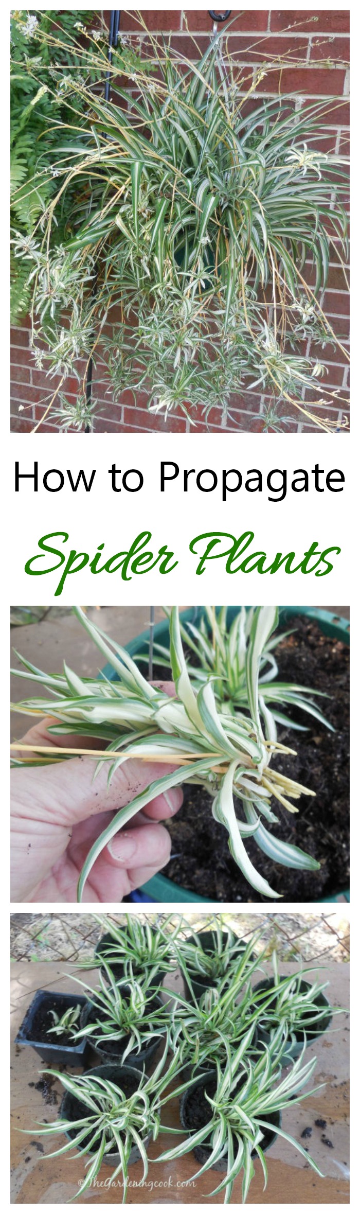 To get plants for free, learn how to propagate spider plants from their babies. It's easy to do and fun as well.