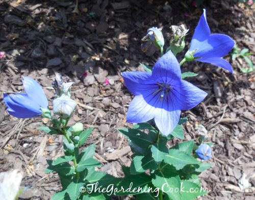Purple balloon flower