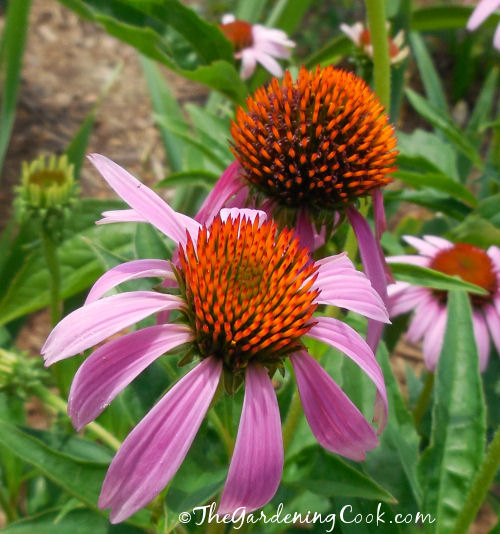 The bees and butterflies love my purple coneflowers