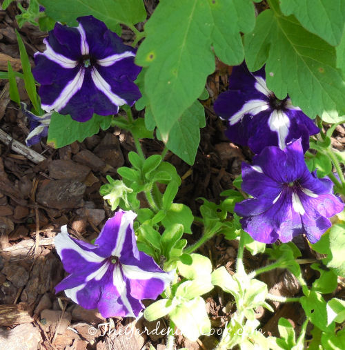 Purple Star Petunias