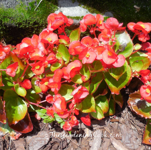 Red begonia