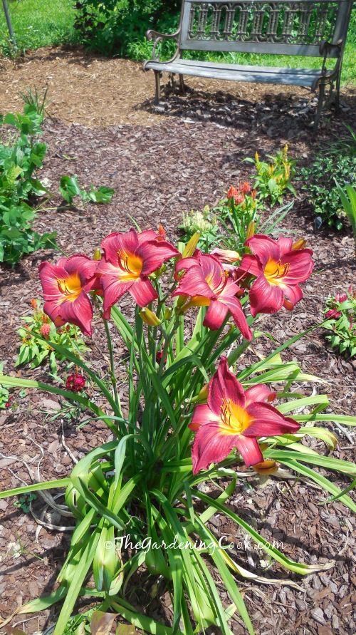 Red Vols Daylily