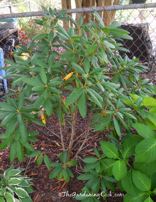 Rhododendron