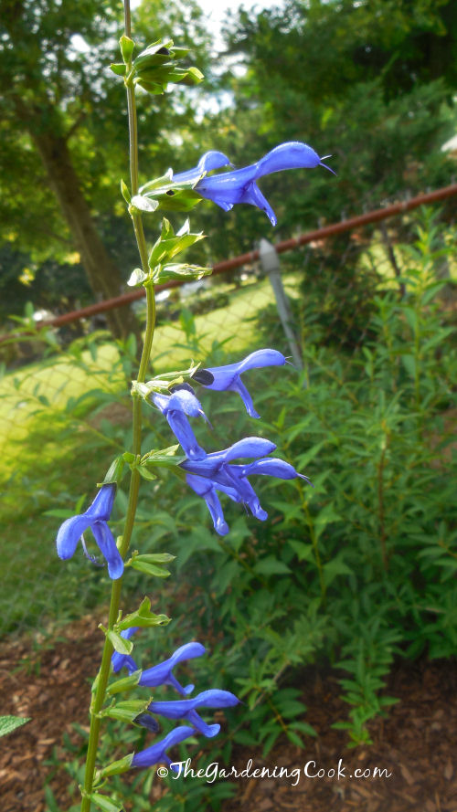 Blue Salvia flowers