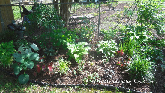 Shady garden bed