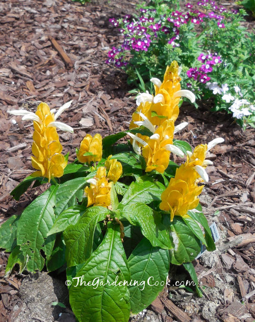 Shrimp plant has splendid flowers