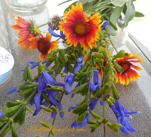 Gaillardia and salvia make the perfect color combination