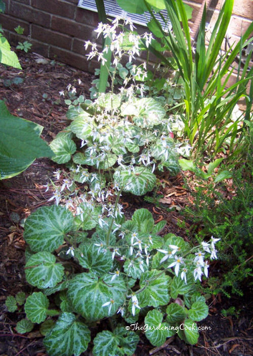 Strawberry begonias
