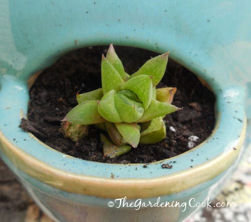 Haworthia Cuspidat has a lovely rosette shape.