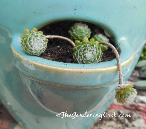 Baby sempervivum, hens and chicks, love to trail over the edge of this pocket