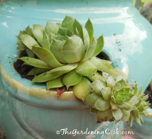 Hens and chicks sempervivum has trailing babies