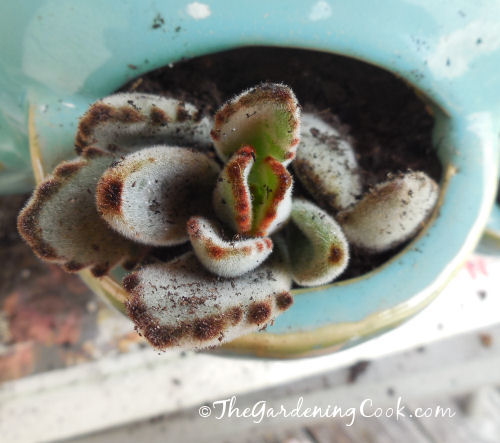 Kalanchoe Tomentosa is also known as donkey's ears.