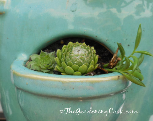 Sempervivum and string of pearls
